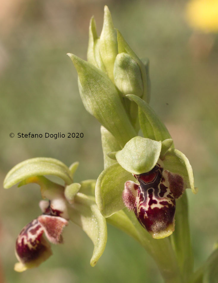 orchidee in Giordania